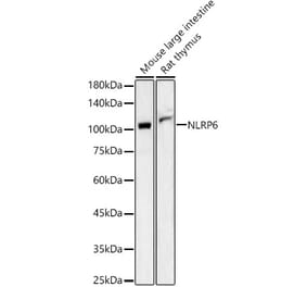 Western Blot - Anti-NLRP6 Antibody (A87824) - Antibodies.com