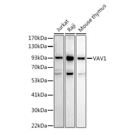 Western Blot - Anti-VAV1 Antibody (A87826) - Antibodies.com