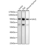 Western Blot - Anti-VAV1 Antibody (A87826) - Antibodies.com