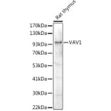 Western Blot - Anti-VAV1 Antibody (A87826) - Antibodies.com