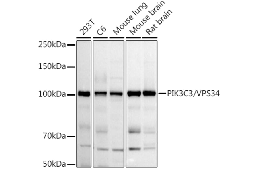 Western Blot - Anti-VPS34 Antibody (A87830) - Antibodies.com