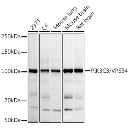 Western Blot - Anti-VPS34 Antibody (A87830) - Antibodies.com