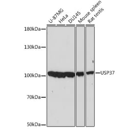 Western Blot - Anti-USP37 Antibody (A87831) - Antibodies.com
