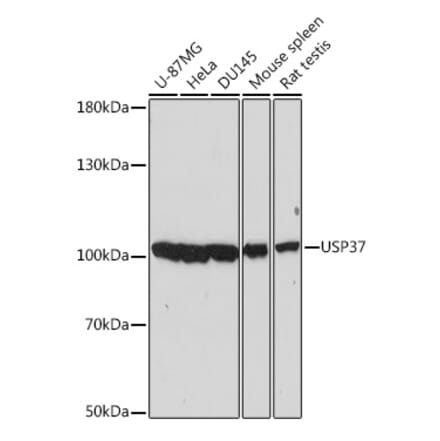 Western Blot - Anti-USP37 Antibody (A87831) - Antibodies.com