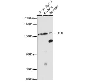 Western Blot - Anti-CD34 Antibody (A87833) - Antibodies.com