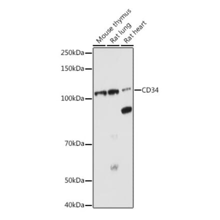 Western Blot - Anti-CD34 Antibody (A87833) - Antibodies.com