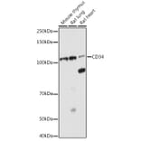 Western Blot - Anti-CD34 Antibody (A87833) - Antibodies.com