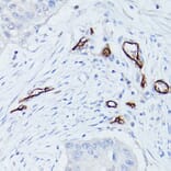 Immunohistochemistry - Anti-CD34 Antibody (A87833) - Antibodies.com