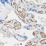 Immunohistochemistry - Anti-CD34 Antibody (A87833) - Antibodies.com