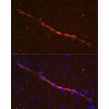 Immunofluorescence - Anti-CD34 Antibody (A87833) - Antibodies.com