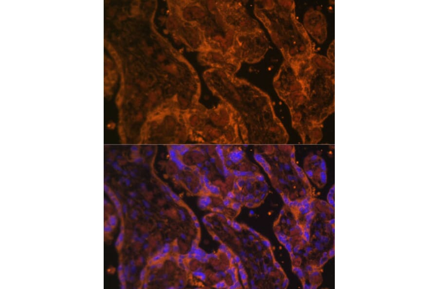 Immunofluorescence - Anti-CD34 Antibody (A87833) - Antibodies.com