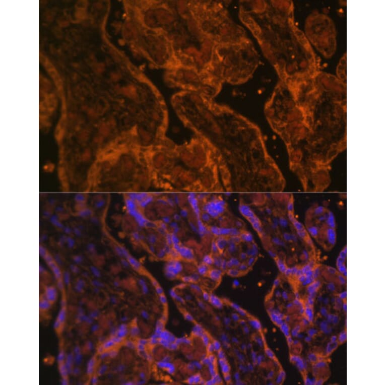 Immunofluorescence - Anti-CD34 Antibody (A87833) - Antibodies.com