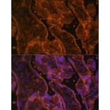 Immunofluorescence - Anti-CD34 Antibody (A87833) - Antibodies.com