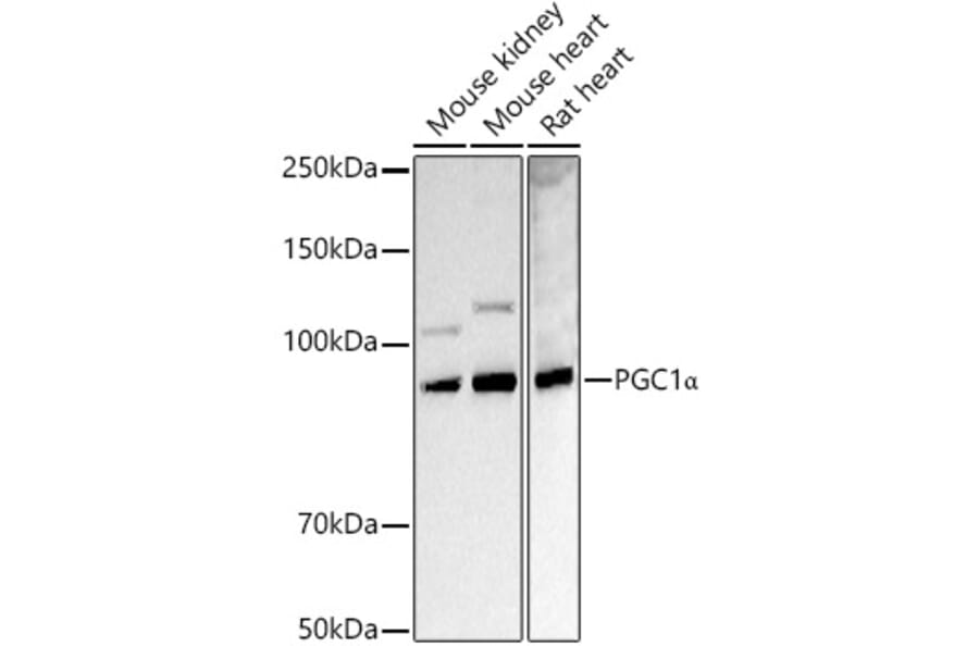 Western Blot - Anti-PGC1 alpha Antibody (A87835) - Antibodies.com