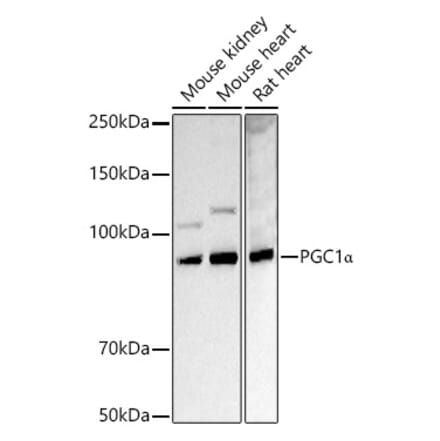 Western Blot - Anti-PGC1 alpha Antibody (A87835) - Antibodies.com