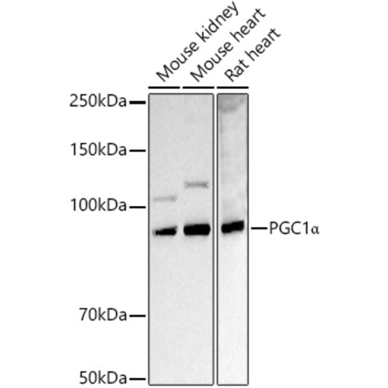 Western Blot - Anti-PGC1 alpha Antibody (A87835) - Antibodies.com