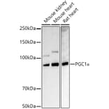 Western Blot - Anti-PGC1 alpha Antibody (A87835) - Antibodies.com