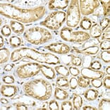 Immunohistochemistry - Anti-PGC1 alpha Antibody (A87835) - Antibodies.com