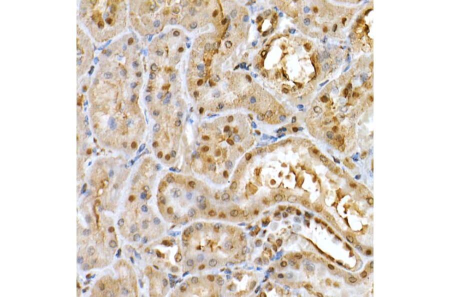 Immunohistochemistry - Anti-PGC1 alpha Antibody (A87835) - Antibodies.com