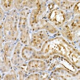 Immunohistochemistry - Anti-PGC1 alpha Antibody (A87835) - Antibodies.com