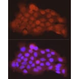 Immunofluorescence - Anti-PGC1 alpha Antibody (A87835) - Antibodies.com