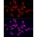 Immunofluorescence - Anti-PGC1 alpha Antibody (A87835) - Antibodies.com