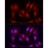 Immunofluorescence - Anti-PGC1 alpha Antibody (A87835) - Antibodies.com