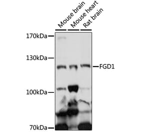 Western Blot - Anti-FGD1 Antibody (A87836) - Antibodies.com