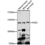 Western Blot - Anti-FGD1 Antibody (A87836) - Antibodies.com