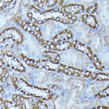 Immunohistochemistry - Anti-FGD1 Antibody (A87837) - Antibodies.com