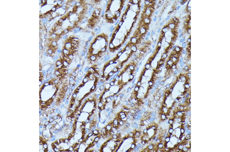 Immunohistochemistry - Anti-FGD1 Antibody (A87837) - Antibodies.com