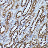Immunohistochemistry - Anti-FGD1 Antibody (A87837) - Antibodies.com