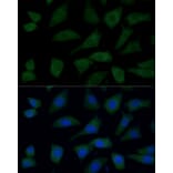 Immunofluorescence - Anti-FGD1 Antibody (A87837) - Antibodies.com