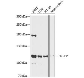 Western Blot - Anti-ENPEP Antibody (A87839) - Antibodies.com