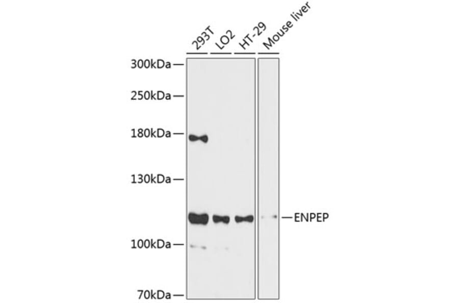 Western Blot - Anti-ENPEP Antibody (A87839) - Antibodies.com