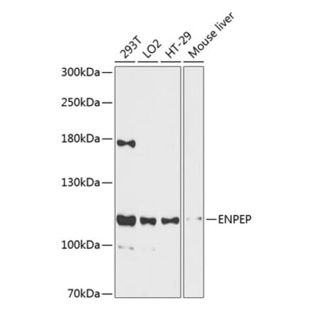 Western Blot - Anti-ENPEP Antibody (A87839) - Antibodies.com