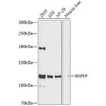 Western Blot - Anti-ENPEP Antibody (A87839) - Antibodies.com