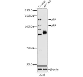 Western Blot - Anti-Amyloid Precursor Protein Antibody (A87840) - Antibodies.com