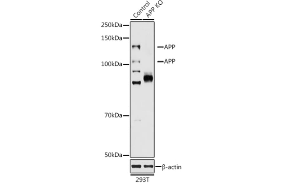 Western Blot - Anti-Amyloid Precursor Protein Antibody (A87840) - Antibodies.com