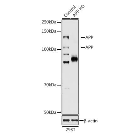 Western Blot - Anti-Amyloid Precursor Protein Antibody (A87840) - Antibodies.com