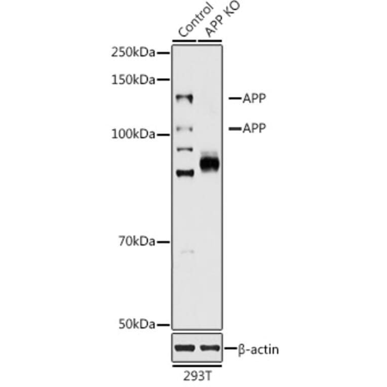 Western Blot - Anti-Amyloid Precursor Protein Antibody (A87840) - Antibodies.com