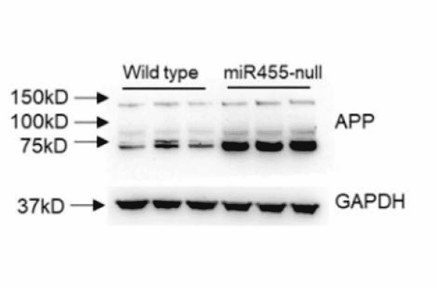 Western Blot - Anti-Amyloid Precursor Protein Antibody - Antibodies.com