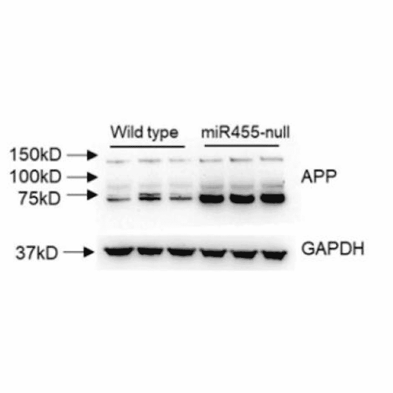 Western Blot - Anti-Amyloid Precursor Protein Antibody - Antibodies.com
