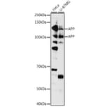 Western Blot - Anti-Amyloid Precursor Protein Antibody (A87840) - Antibodies.com