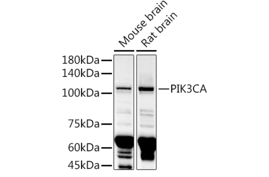 Western Blot - Anti-PI 3 Kinase catalytic subunit alpha / PIK3CA Antibody (A87841) - Antibodies.com