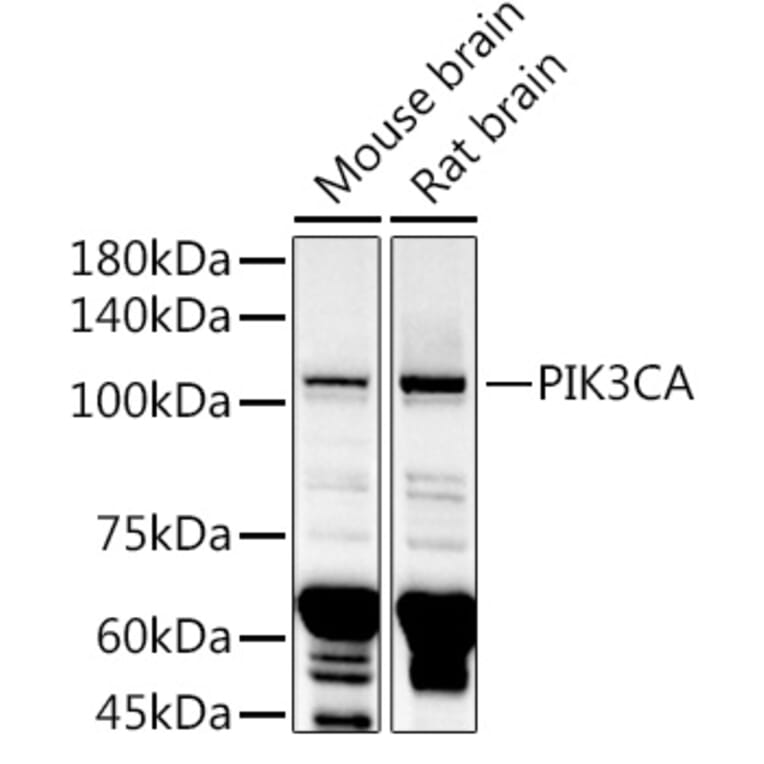 Western Blot - Anti-PI 3 Kinase catalytic subunit alpha / PIK3CA Antibody (A87841) - Antibodies.com