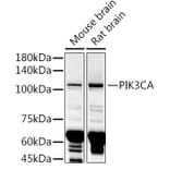 Western Blot - Anti-PI 3 Kinase catalytic subunit alpha / PIK3CA Antibody (A87841) - Antibodies.com
