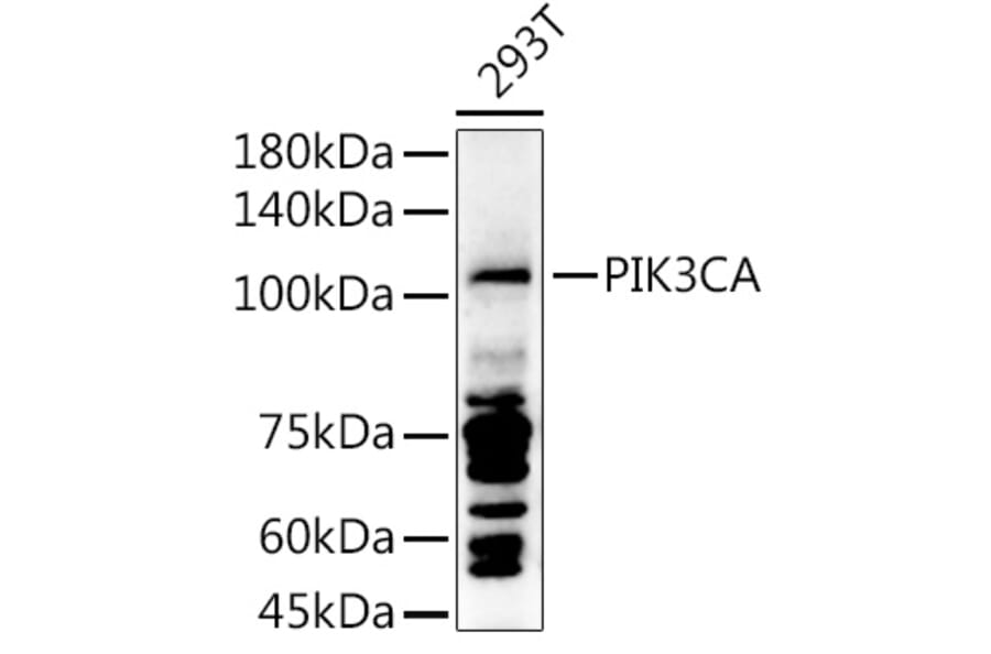 Western Blot - Anti-PI 3 Kinase catalytic subunit alpha / PIK3CA Antibody (A87841) - Antibodies.com