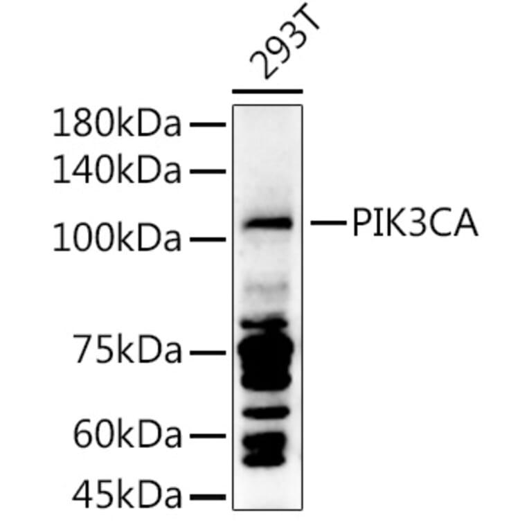 Western Blot - Anti-PI 3 Kinase catalytic subunit alpha / PIK3CA Antibody (A87841) - Antibodies.com
