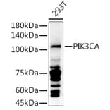 Western Blot - Anti-PI 3 Kinase catalytic subunit alpha / PIK3CA Antibody (A87841) - Antibodies.com